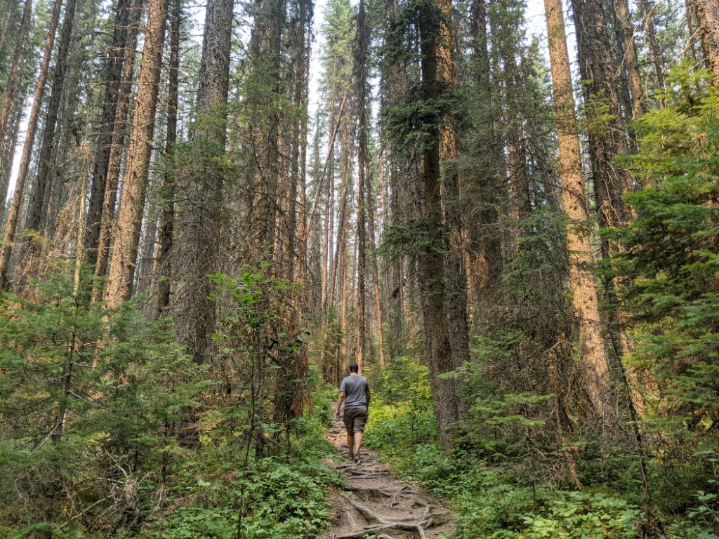 Pretty forest near Wapta Falls