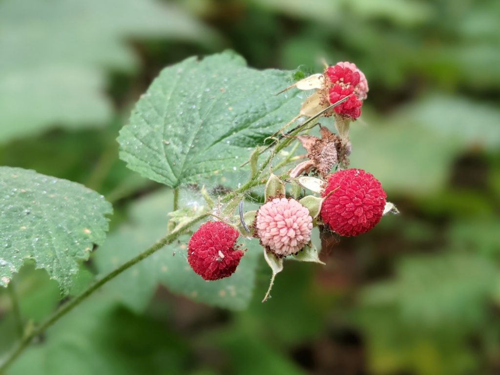 Thimbleberries in Blanket Creek Provincial Park