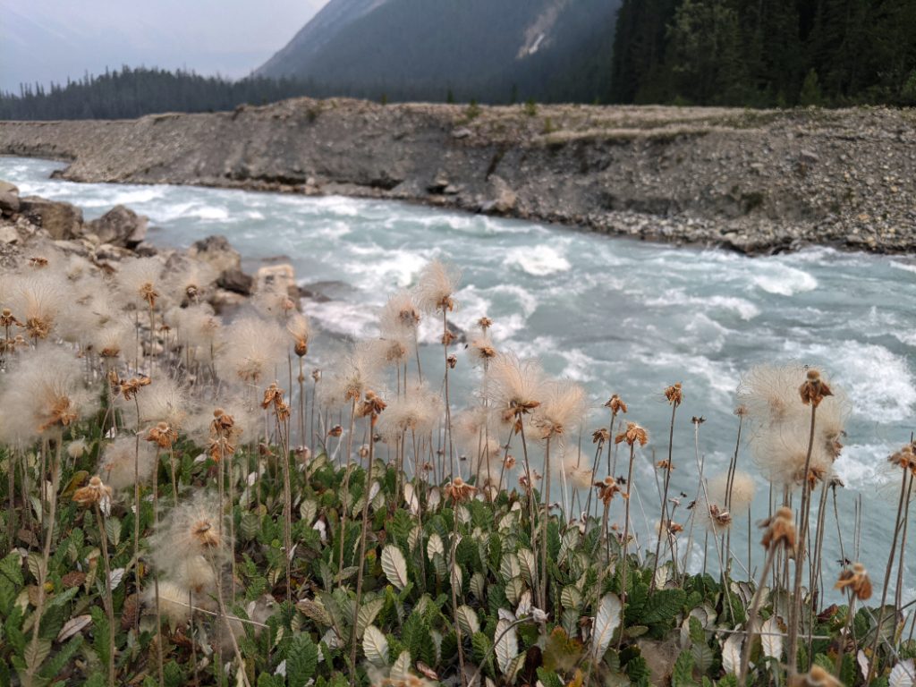 Cotton grasses along the river