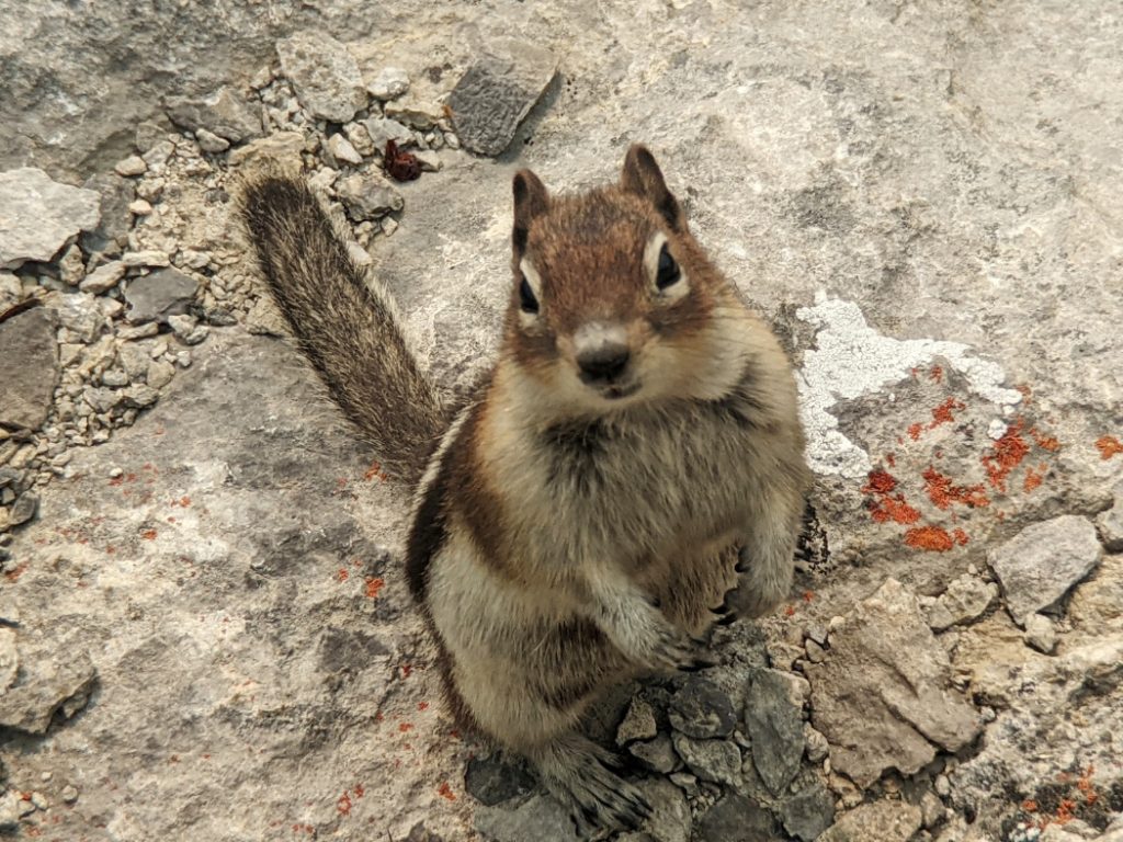 Golden-mantled ground squirrel at the Wilcox Viewpoint