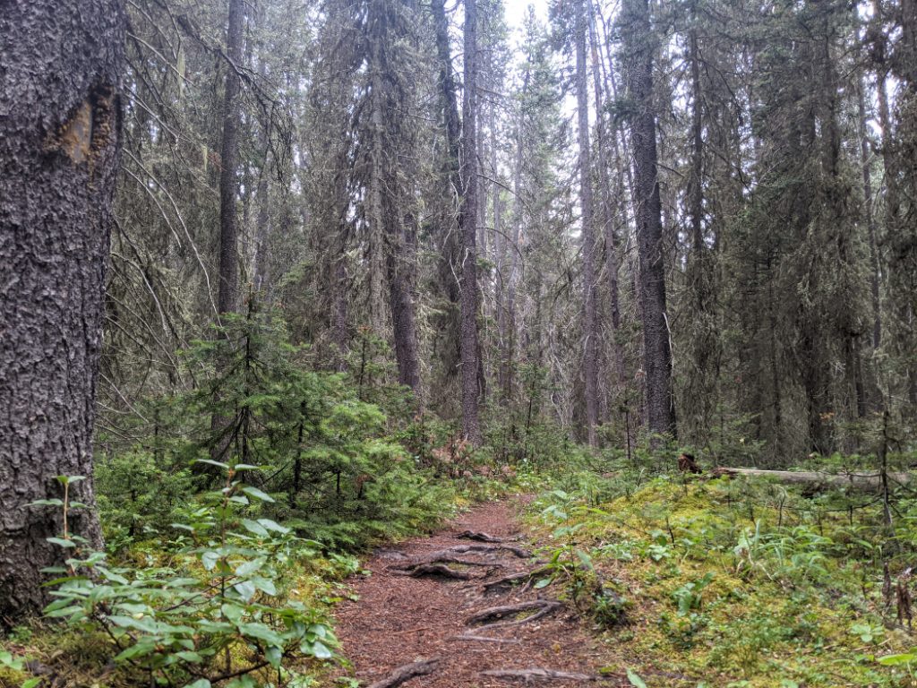 Forest on the way to Glacier lake