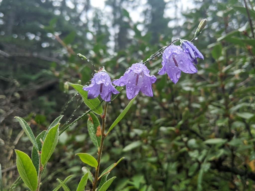 Flowers on the Glacier Lake trail - Harebell
