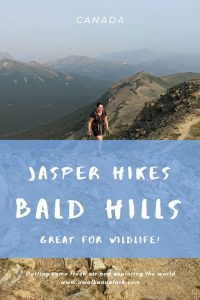 Fabulous hike in Jasper (Canada) for views and wildlife - Bald Hills