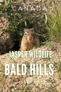The best hike for squirrels and wildlife - Bald Hills - Jasper, Canada
