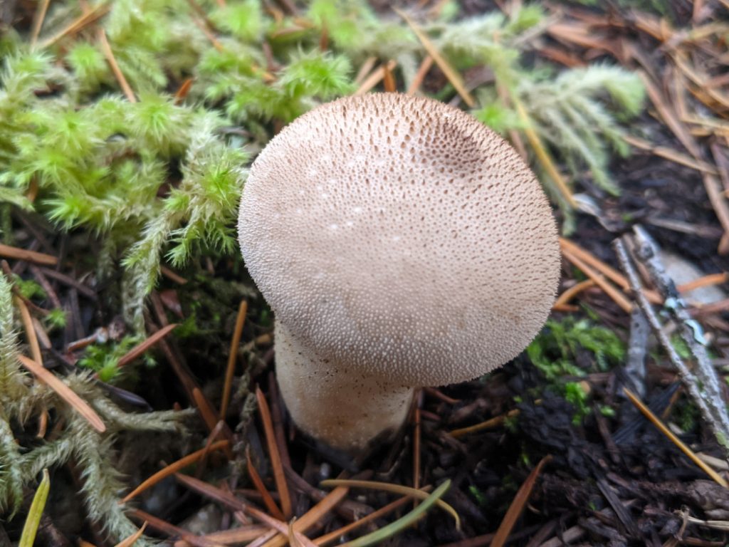 Common puffball near Lizzie Creek, Lillooet Lake