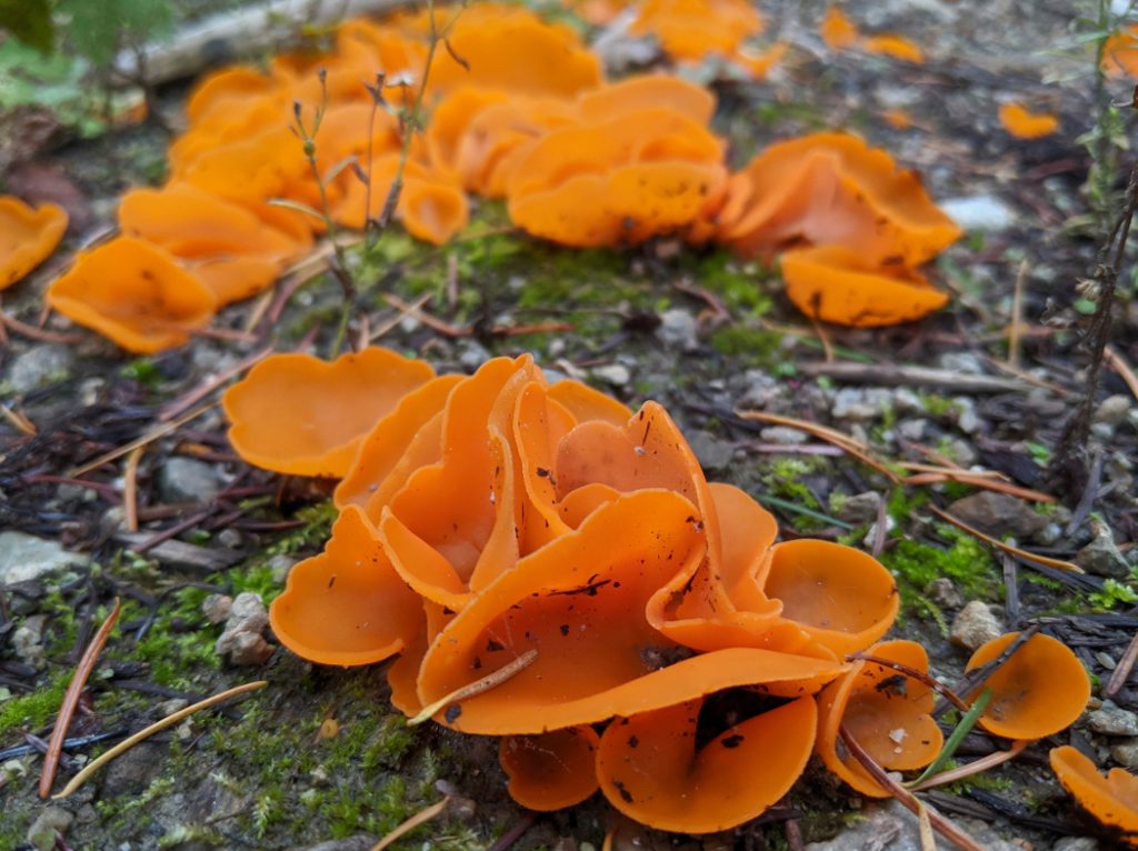 Orange Peel fungus near Strawberry Point