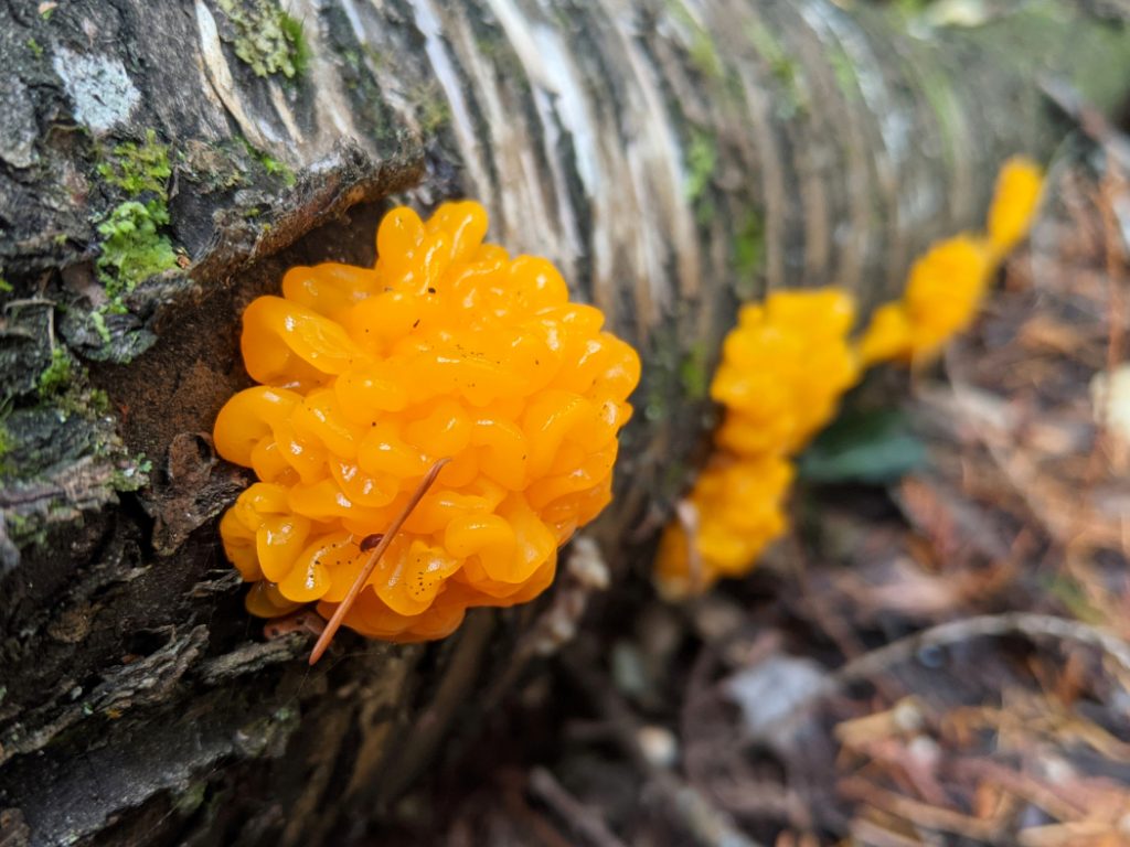 Slime mold near Twin One Creek, Lillooet Lake