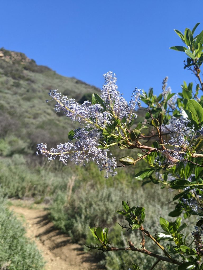 Red heart - ceanothus spinosus