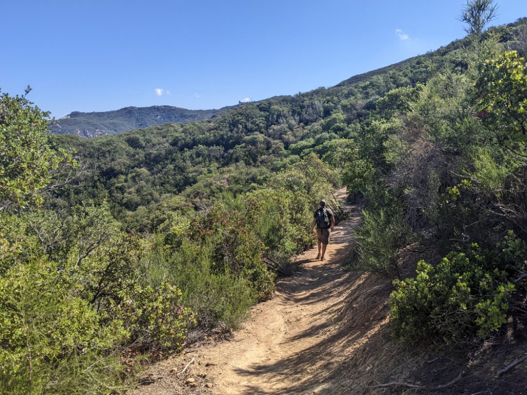 Lush foliage along the Backbone trail