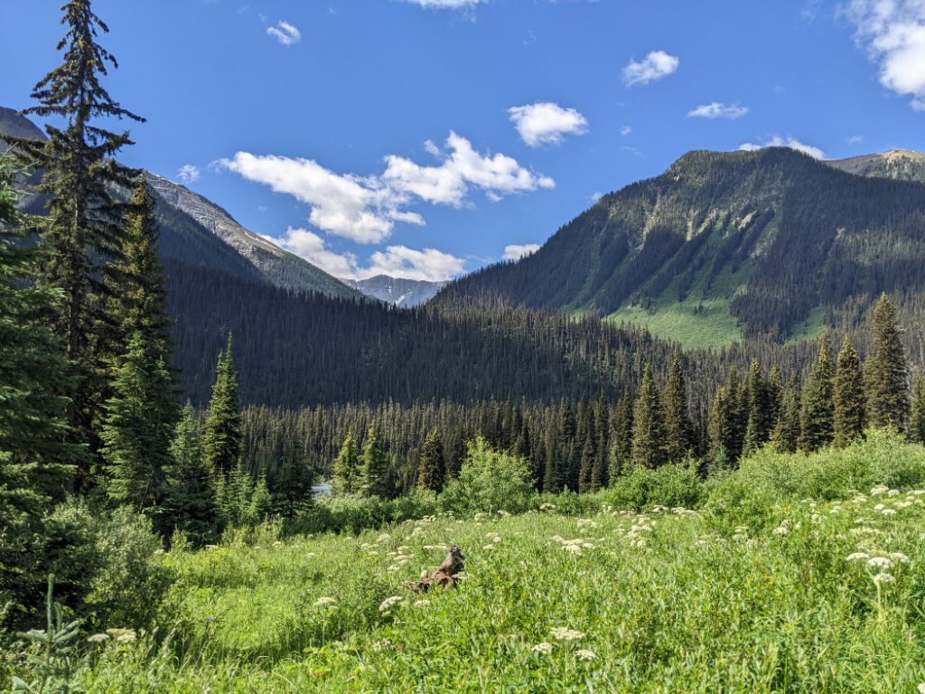 First meadow view out of the trees