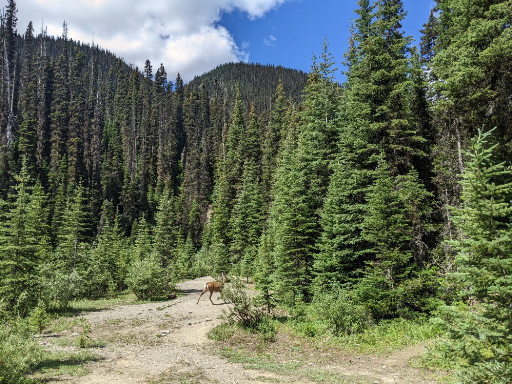 Helmet & Ochre Junction Campground