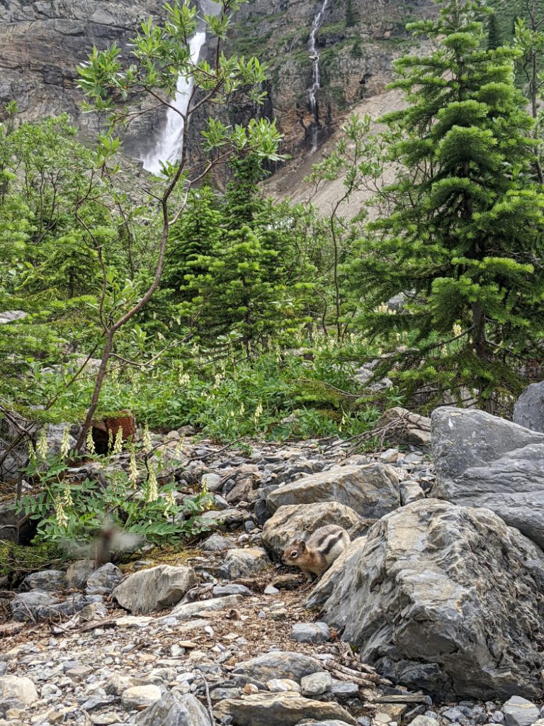 Meeting the locals at Helmet Falls