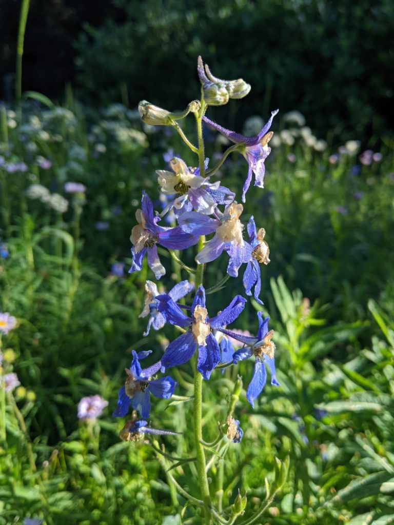 Nuttall's larkspur