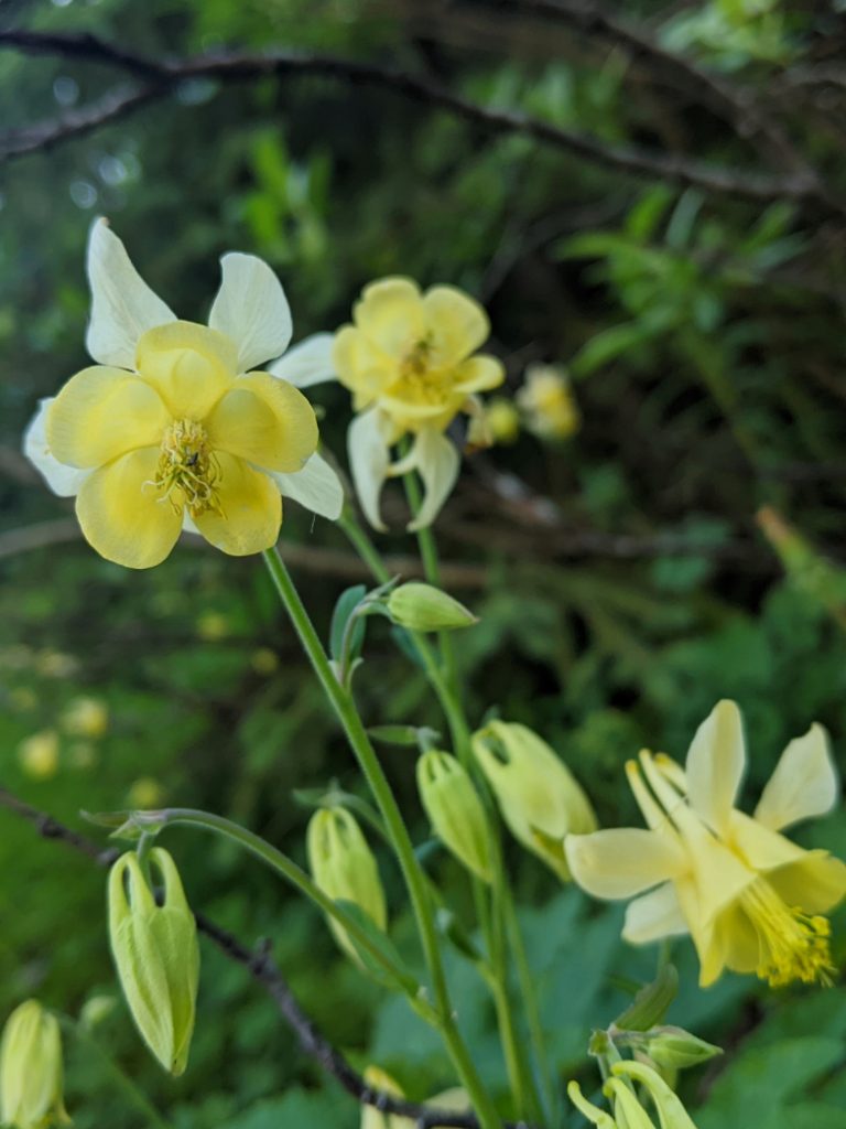 Yellow Columbine