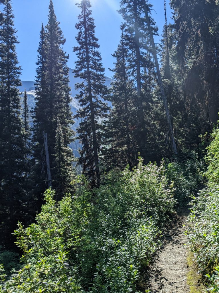 Back into the forest - climb to Numa Pass