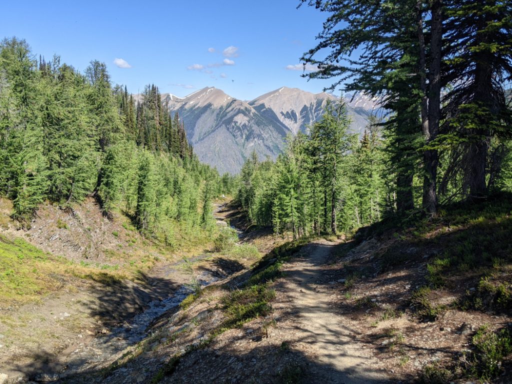 Larch zone near Numa Pass
