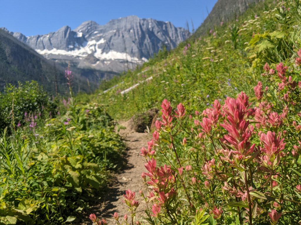 Fireweed next to the trail and Floe Peak in the background