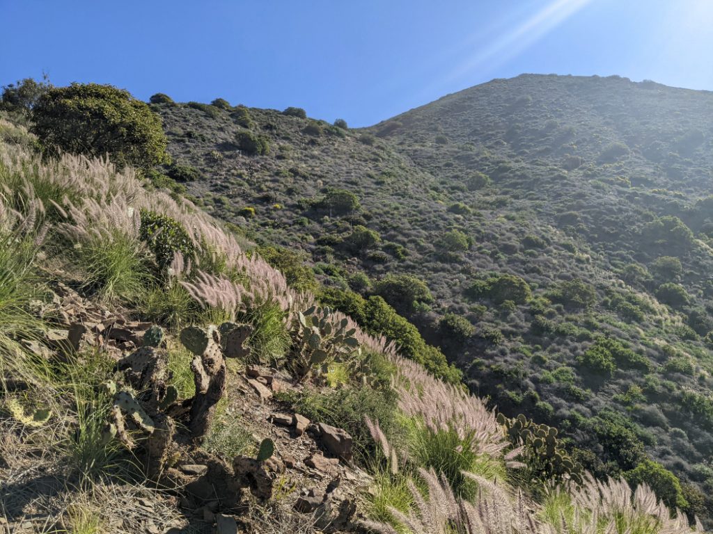Looking up to grasses and cacti