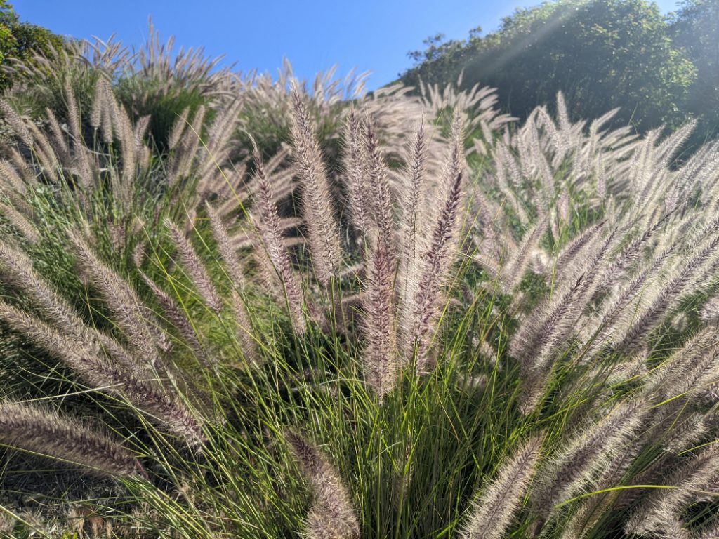 Gorgeous grasses on Mugu Peak