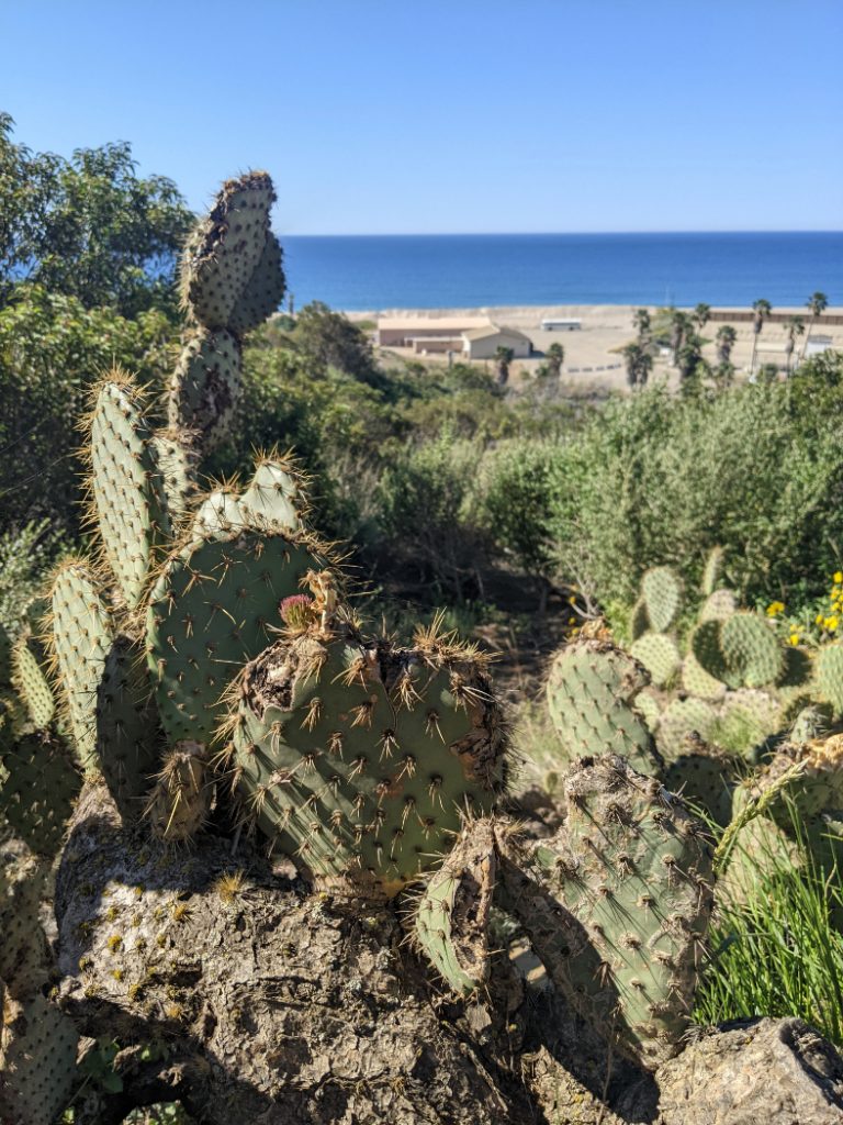 Cacti below