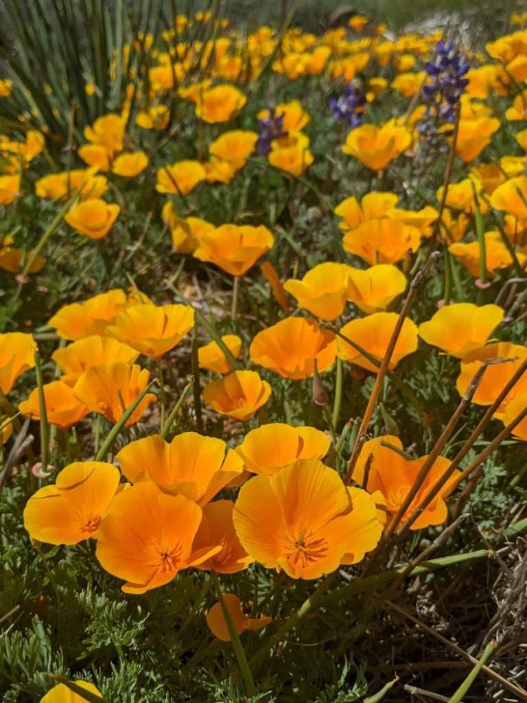California poppies