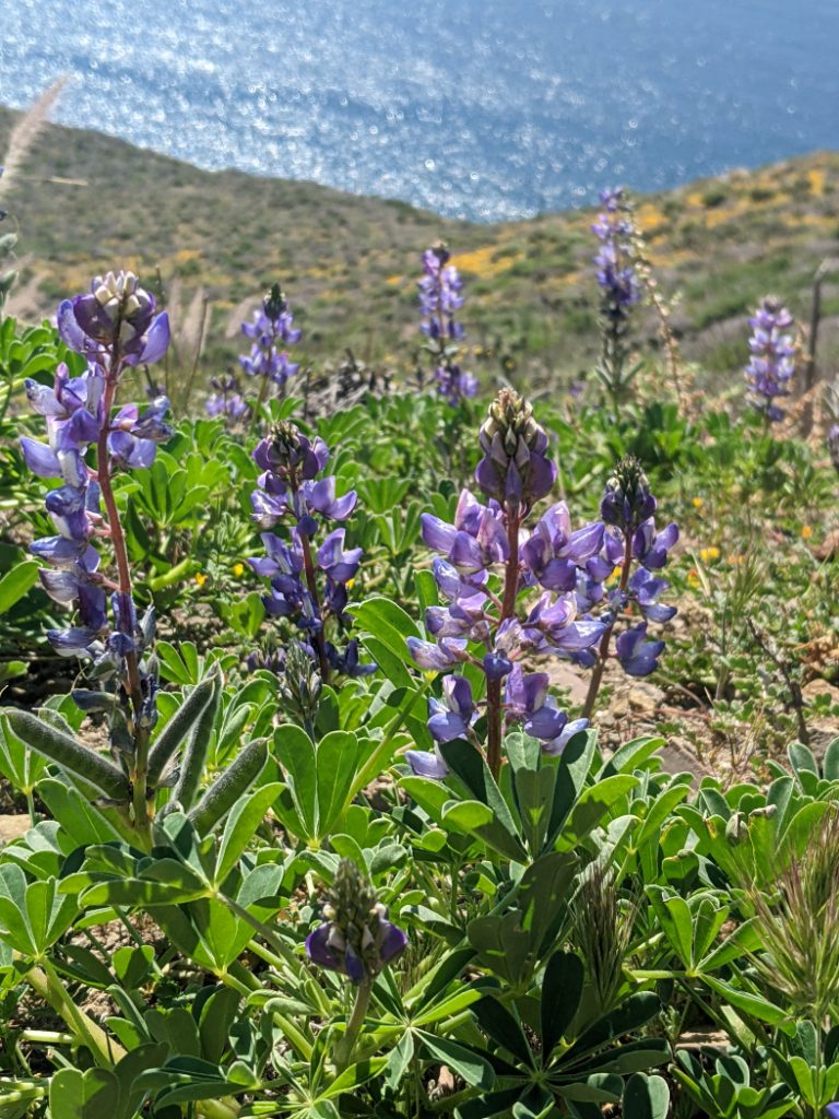 Lupine in california
