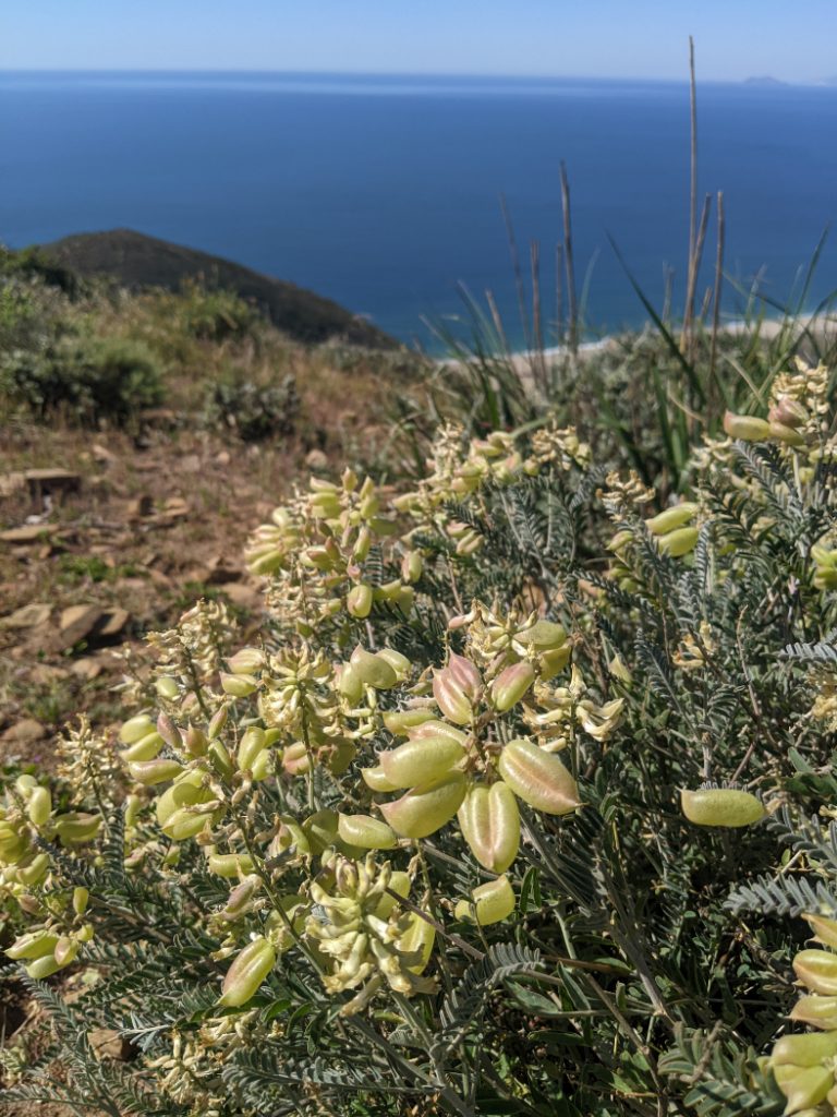 Possibly Nuttals Milkvetch