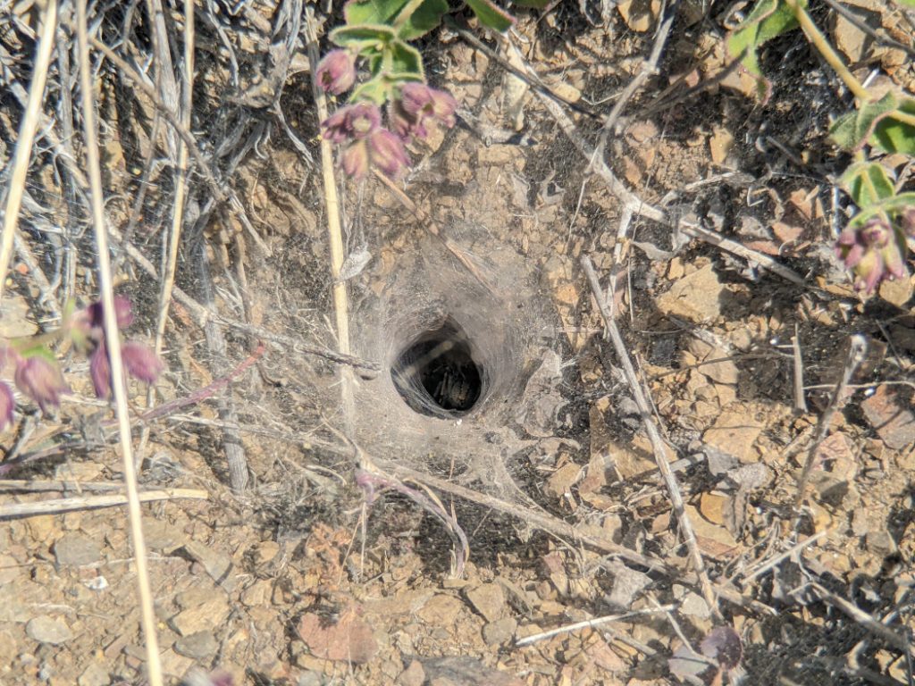 Funnel web spider