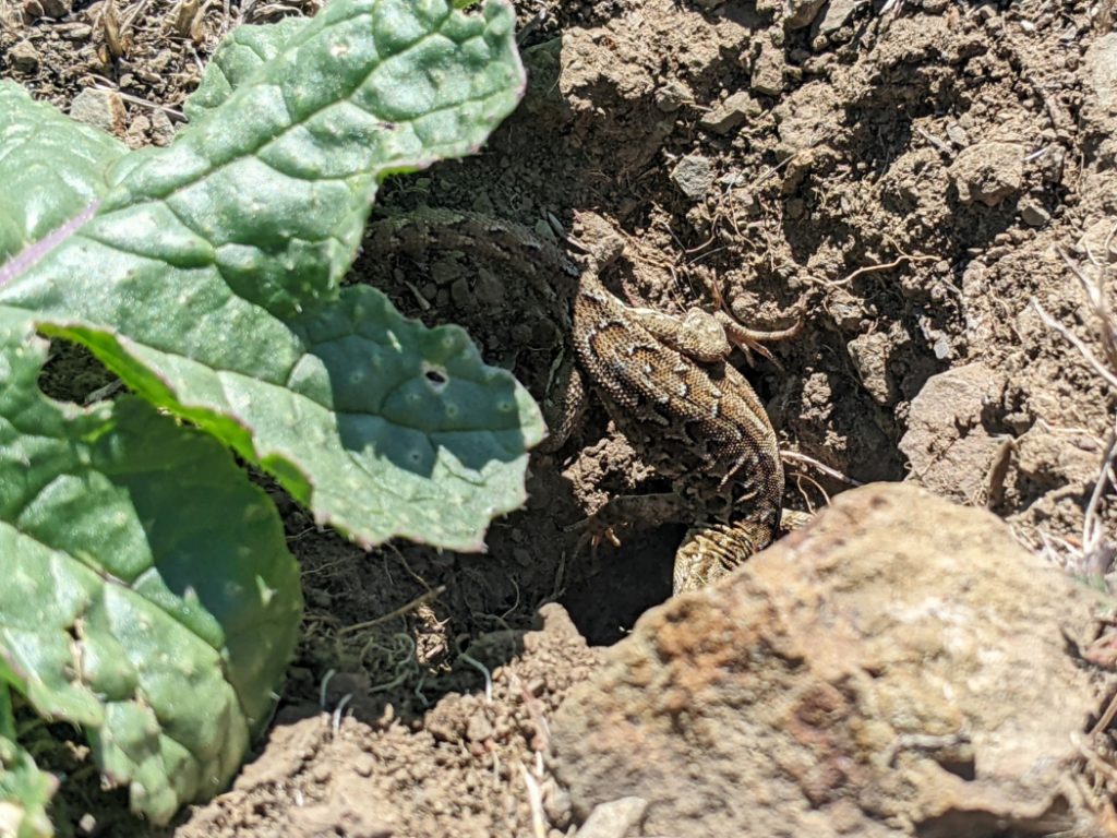 Lizards and snakes on the trail