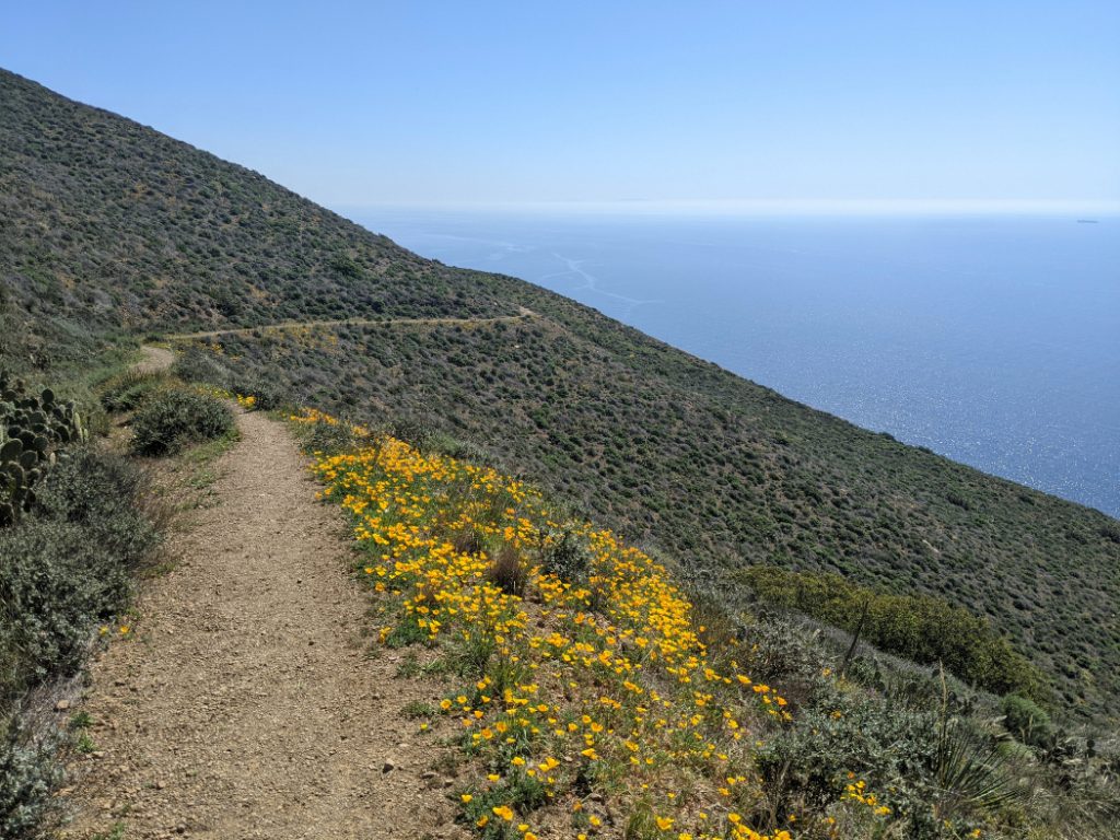 California poppies along the Mugu Peak trail