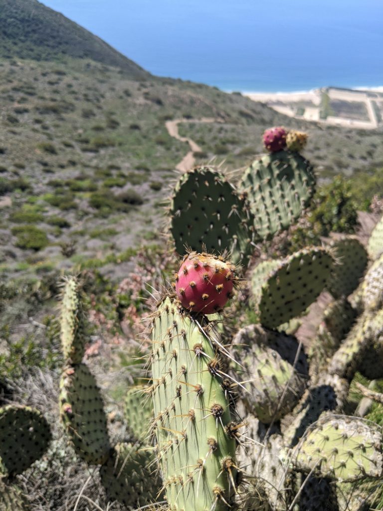 Prickly pear on Mugu Peak