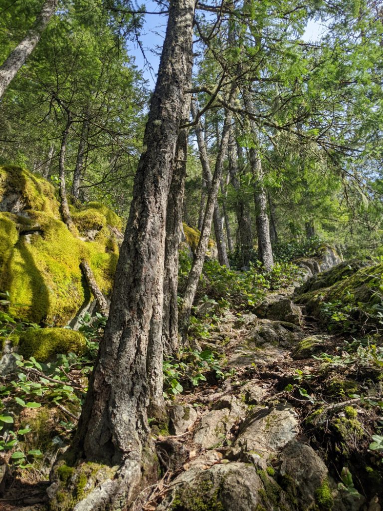Mossy, rocky trail