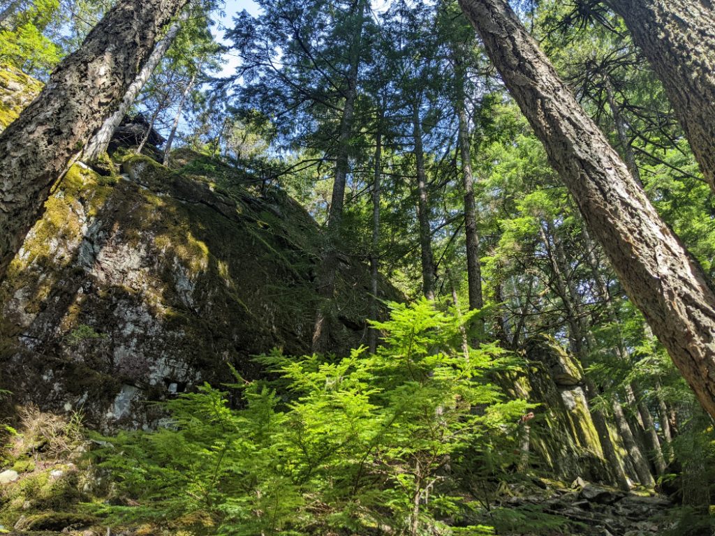 Lush spring greenery on Leading Peak