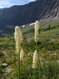Mount Lineham - Waterton Lakes - A walk and a lark